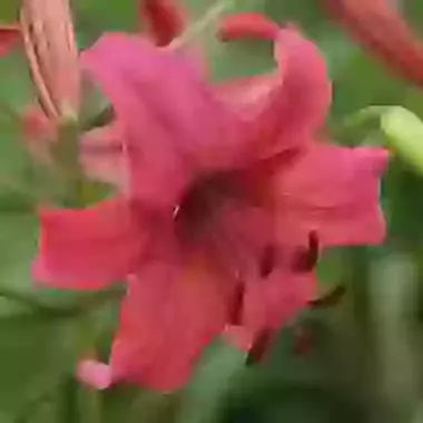Pink Flight